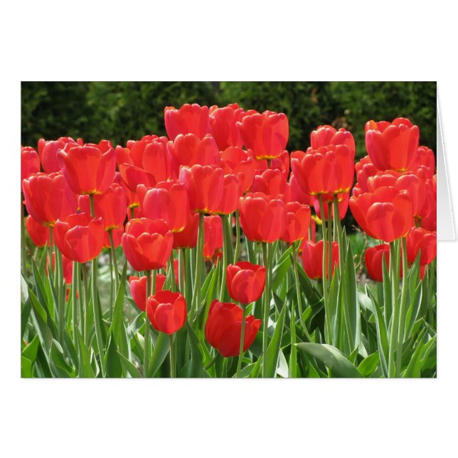 Red Tulips (Front Horizontal)