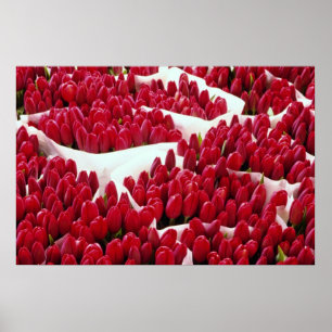 Red Tulips, Amsterdam, Netherlands flowers Poster