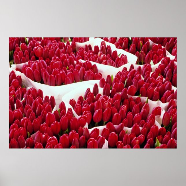 Red Tulips, Amsterdam, Netherlands flowers Poster (Front)