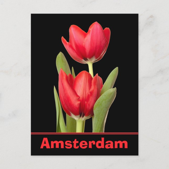 Red Tulips Amsterdam Postcard (Front)