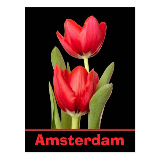 Red Tulips Amsterdam Postcard