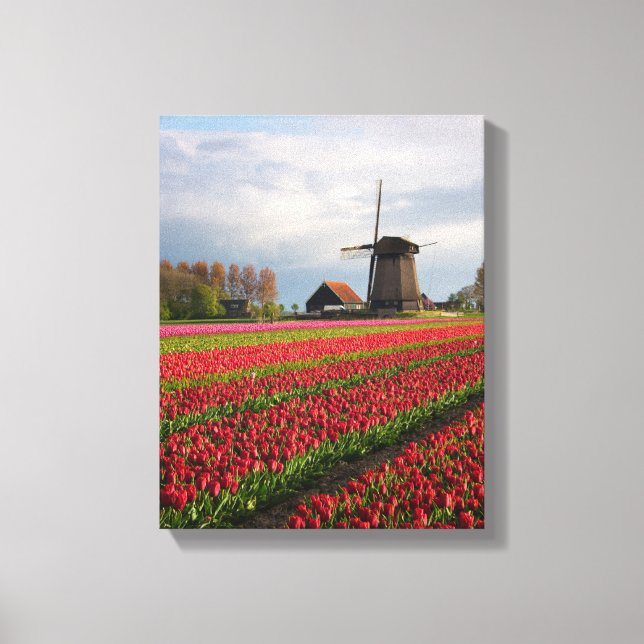 Red tulips and a windmill canvas print (Front)