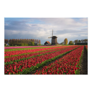 Red tulips and a windmill photo print
