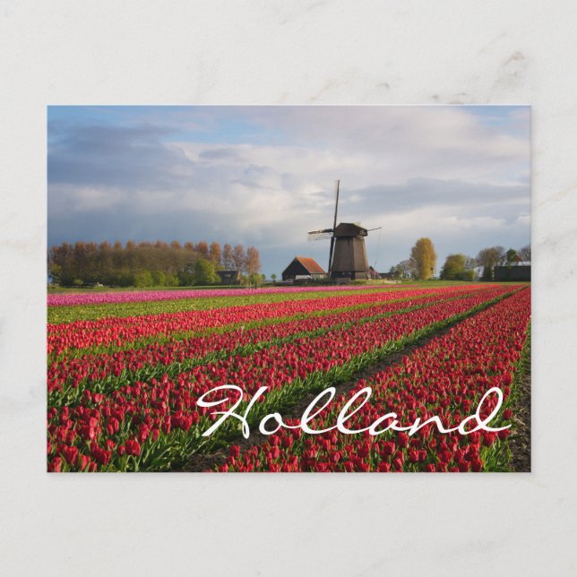Red tulips and a windmill postcard (Front)