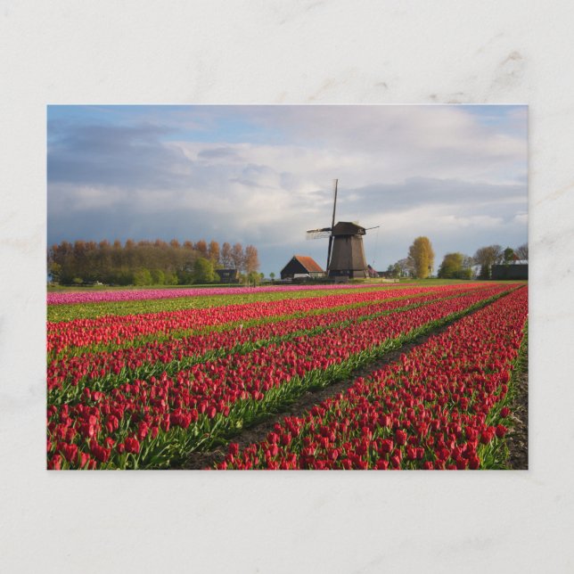 Red tulips and a windmill postcard (Front)