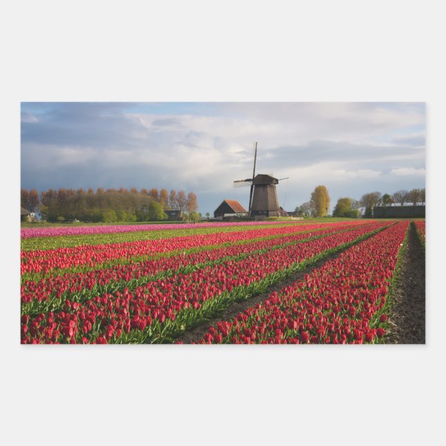 Red tulips and a windmill sticker (Front)