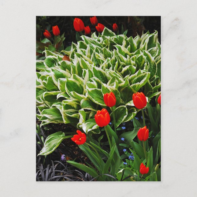 Red tulips and hosta plant print postcard (Front)
