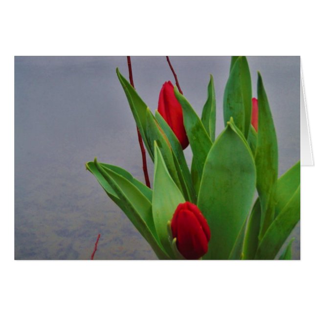 Red Tulips Blue Lake Arrowhead water (Front Horizontal)