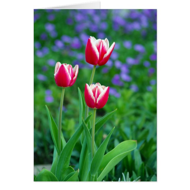 Red Tulips Card (Front)