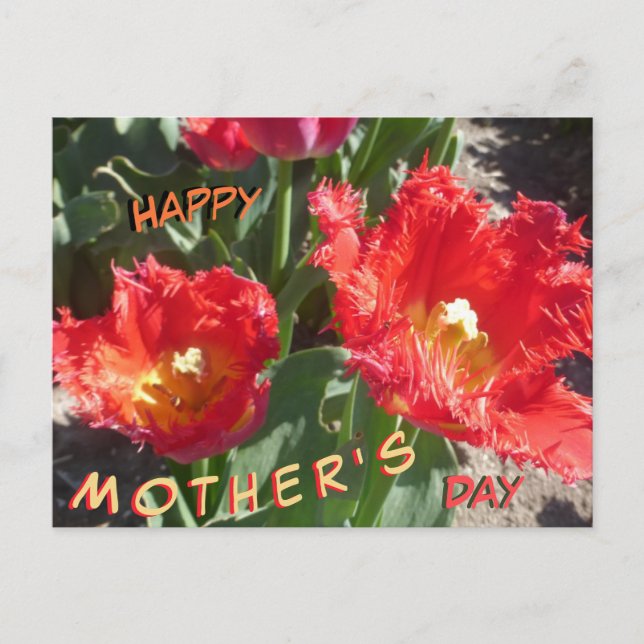 Red Tulips Close Up Mother's Day Postcard (Front)