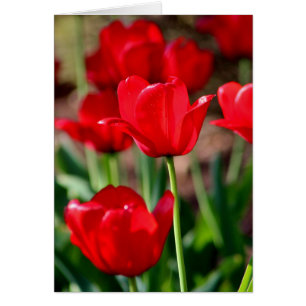 Red Tulips Customizable