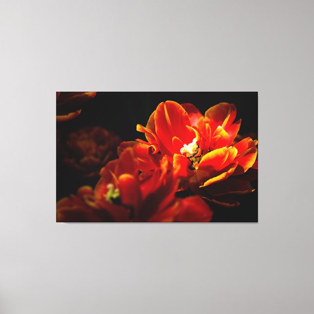 Red tulips dark background canvas print (Front)