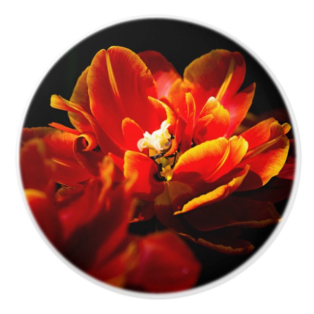 Red tulips dark background ceramic knob (Front)