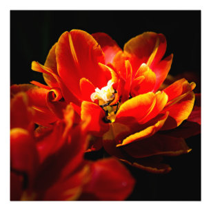 Red tulips dark background photo print