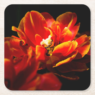 Red tulips dark background square paper coaster