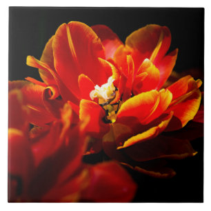 Red tulips dark background tile