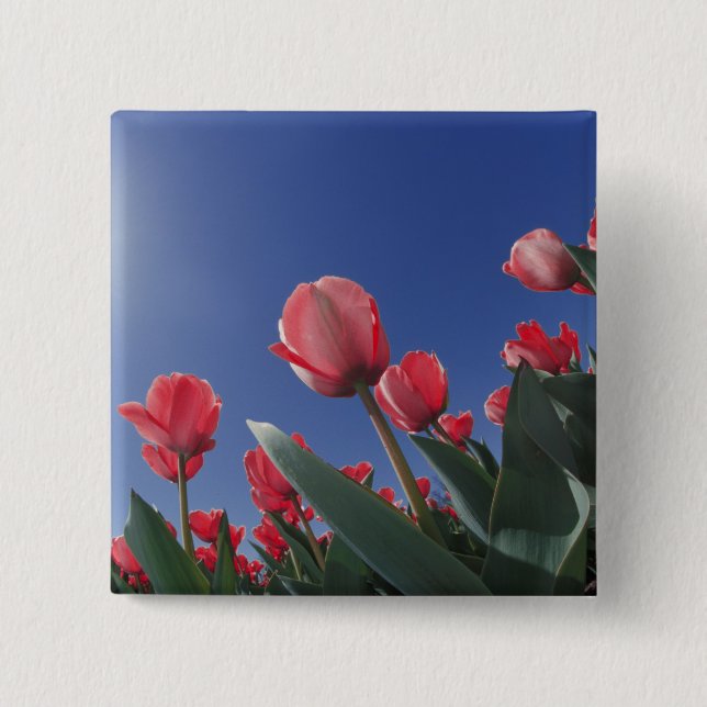 Red tulips from very low angle, Cincinnati, 2 Inch Square Button (Front)