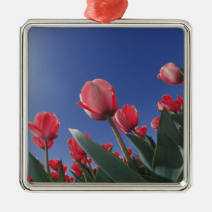 Red tulips from very low angle, Cincinnati, Metal Ornament