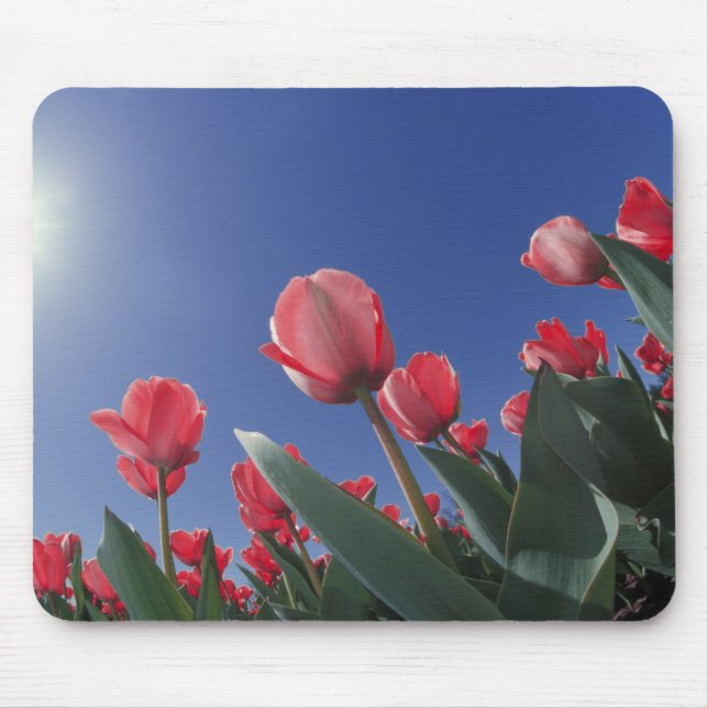 Red tulips from very low angle, Cincinnati, Mouse Pad (Front)