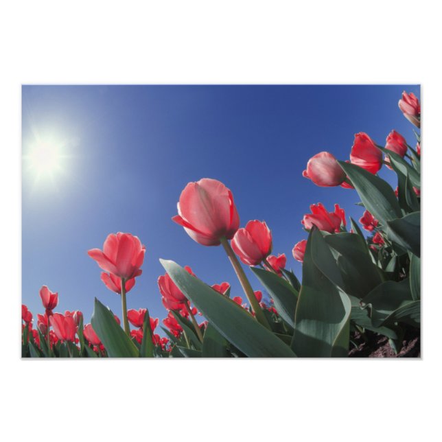 Red tulips from very low angle, Cincinnati, Photo Print (Front)