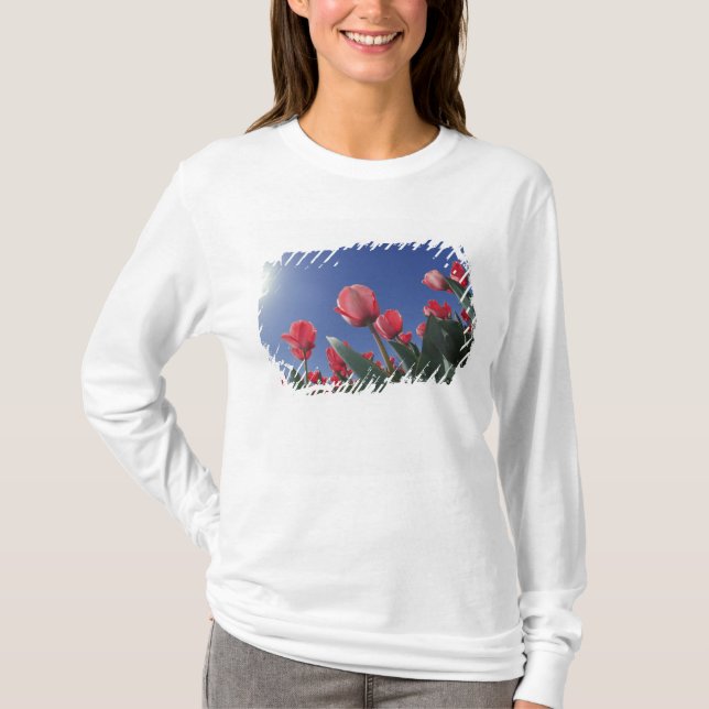 Red tulips from very low angle, Cincinnati, T-Shirt (Front)