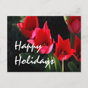 Red Tulips Holiday Postcard