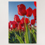 Red Tulips in Bloom Jigsaw Puzzle<br><div class="desc">Red tulips bloom on a blue sky spring day</div>