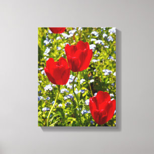 Red Tulips in Field Canvas Print