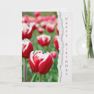 red tulips in garden birthday card