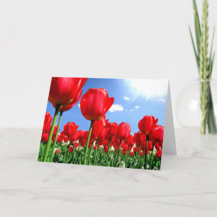 Red tulips in springtime holiday card