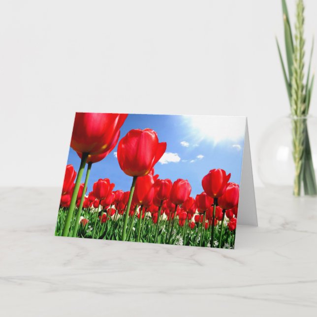 Red tulips in springtime holiday card (Front)