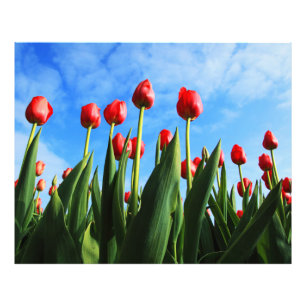 Red Tulips in the Sun Photo Print