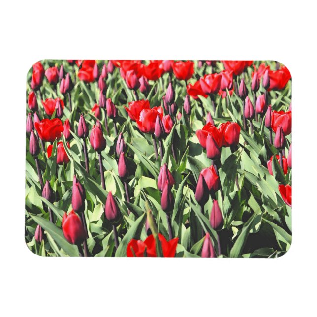 Red tulips magnet (Horizontal)