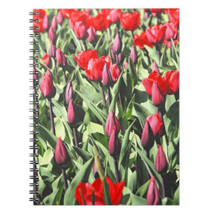 Red tulips notebook