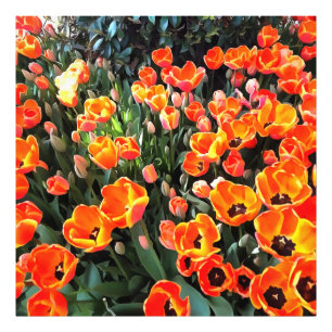 Red Tulips of Istanbul Photo Print
