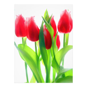 Red Tulips On White Photo Print