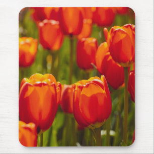 Red tulips photographic print. mouse pad