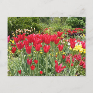 RED TULIPS POSTCARD