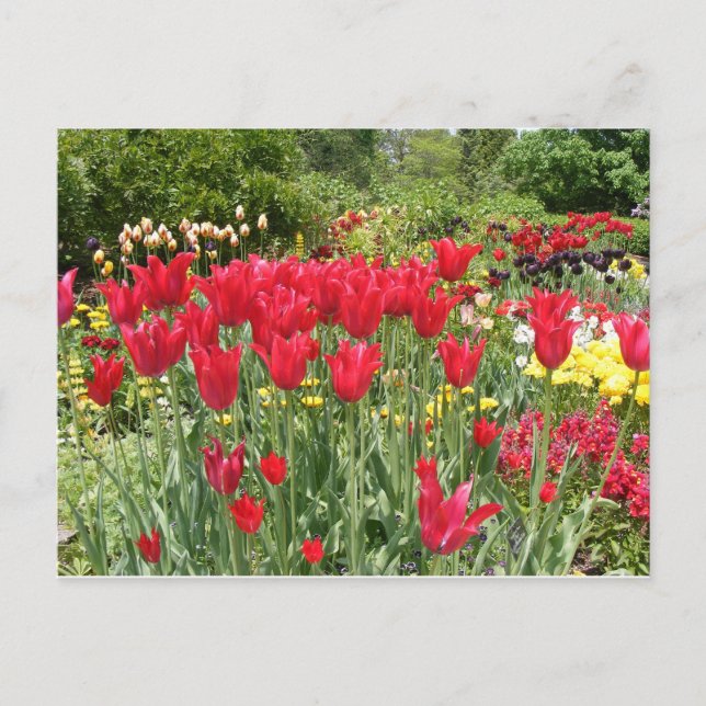 RED TULIPS POSTCARD (Front)