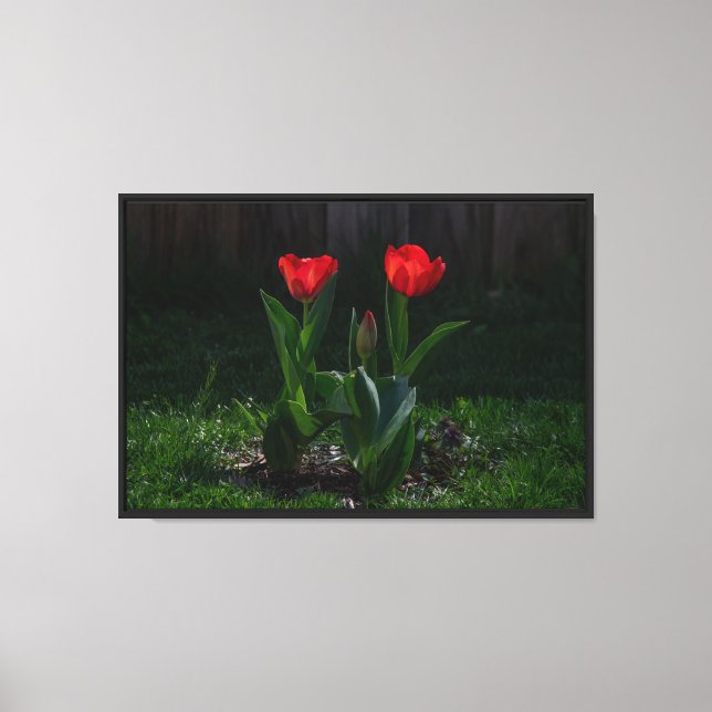 Red Tulips Stretched Canvas Print (Front)