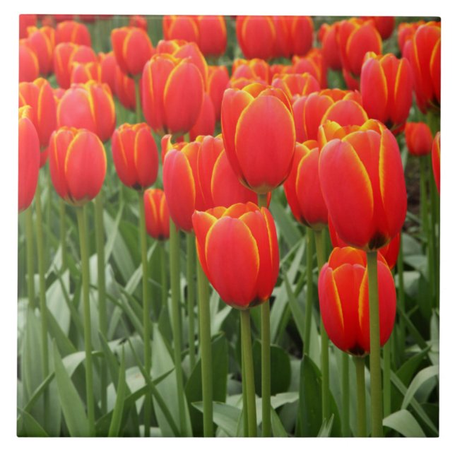 Red tulips tile (Front)