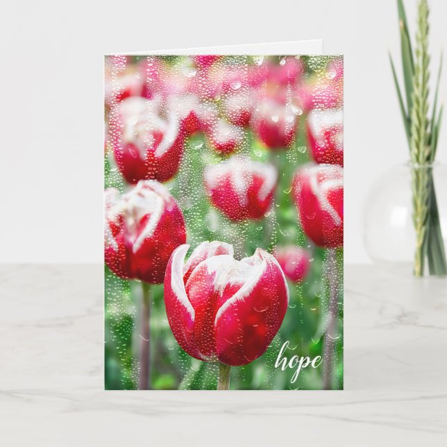 red tulips with raindrops on window sympathy card (Front)
