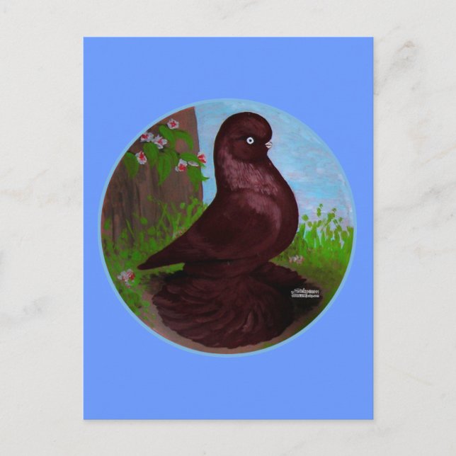 Red Tumbler Pigeon Circle Postcard (Front)