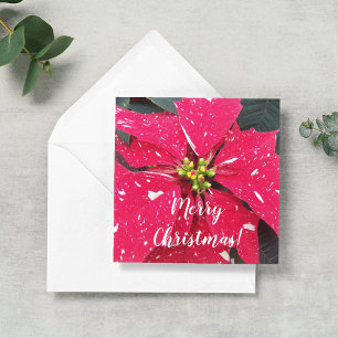 Red Variegated Poinsettia Personalized Holiday Card