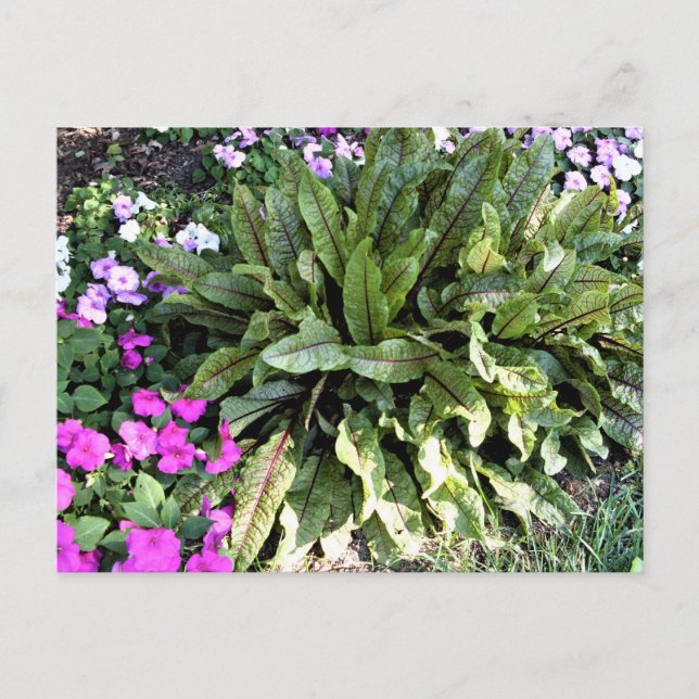 Red Veined Sorrel  Pink Impatiens Flower Garden Postcard (Front)
