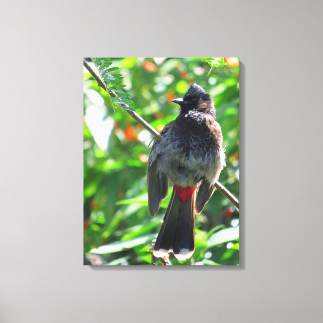 Red-vented Bulbul Canvas Print (Front)