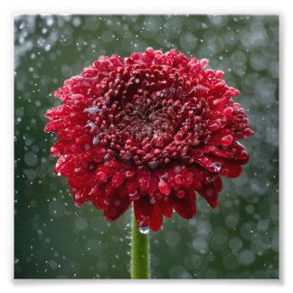 Red Water Droplet Flower Photo