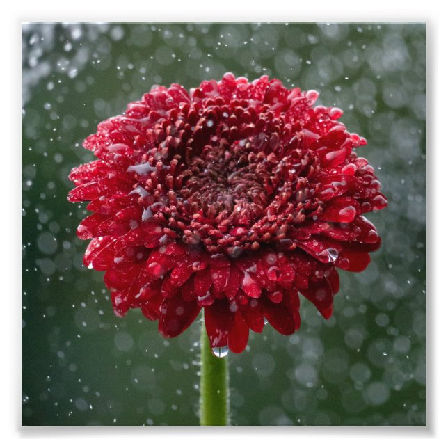 Red Water Droplet Flower Photo (Front)