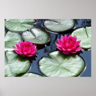 Red Waterlilies - Canvas Prints