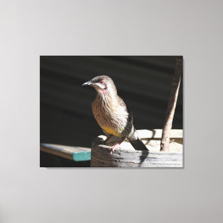 Red Wattlebird Canvas Print